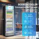 BODEGACOOLER Commercial Merchandiser Refrigerator, 12.5 Cu.Ft Glass Door Display Cooler, Upright Beverage Refrigerator with Soft LED Light, Adjustable Shelves, 4 Heavy-Duty Stainless Steel Casters